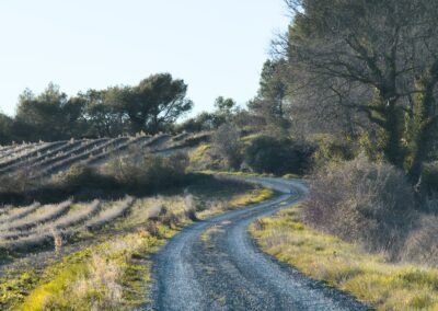 Chemin de campagne bordé de vignes